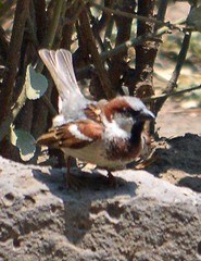 Passer domesticus
