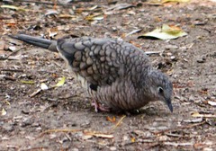 Columbina inca