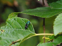 Coraebus hastanus ephippiatus