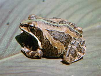 Ornate frog