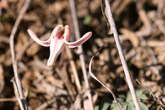 Dicentra uniflora