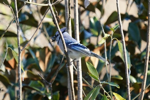 Blue Jay photographed in Louisiana