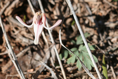 Dicentra uniflora