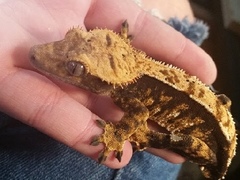 Correlophus ciliatus
