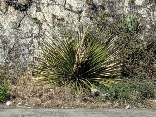 Foto de Sotol