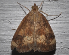 Pyrausta homonymalis