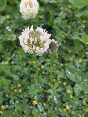 Trifolium repens