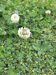 Trifolium repens