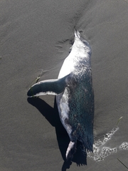 Eudyptula minor albosignata