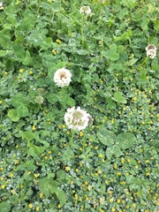 Trifolium repens