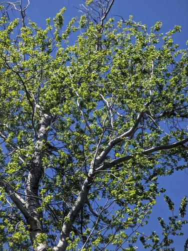 Populus brandegeei, photograph 6