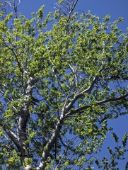 Populus brandegeei, photograph (c) Abraham Sánchez Romero, some rights reserved (CC BY)