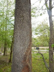 Diospyros virginiana