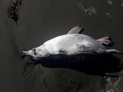 Eudyptula minor albosignata