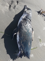 Eudyptula minor albosignata