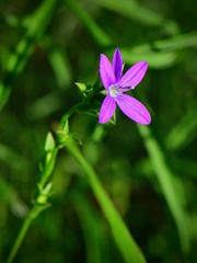 Triodanis biflora