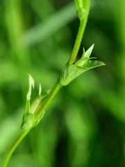 Triodanis biflora