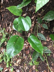 Stauntonia hexaphylla