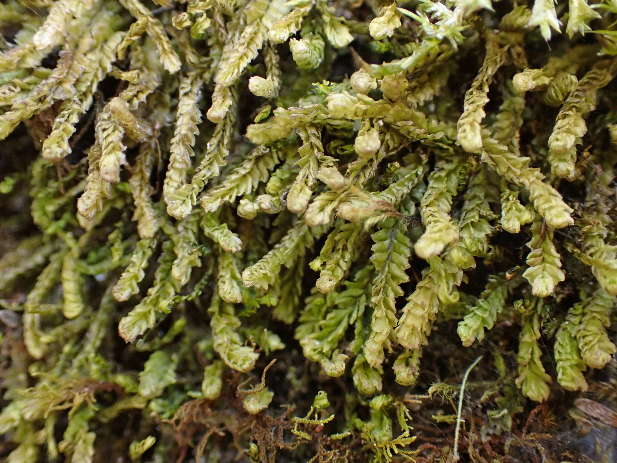 Heteroscyphus ammophilus