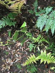 Stauntonia hexaphylla