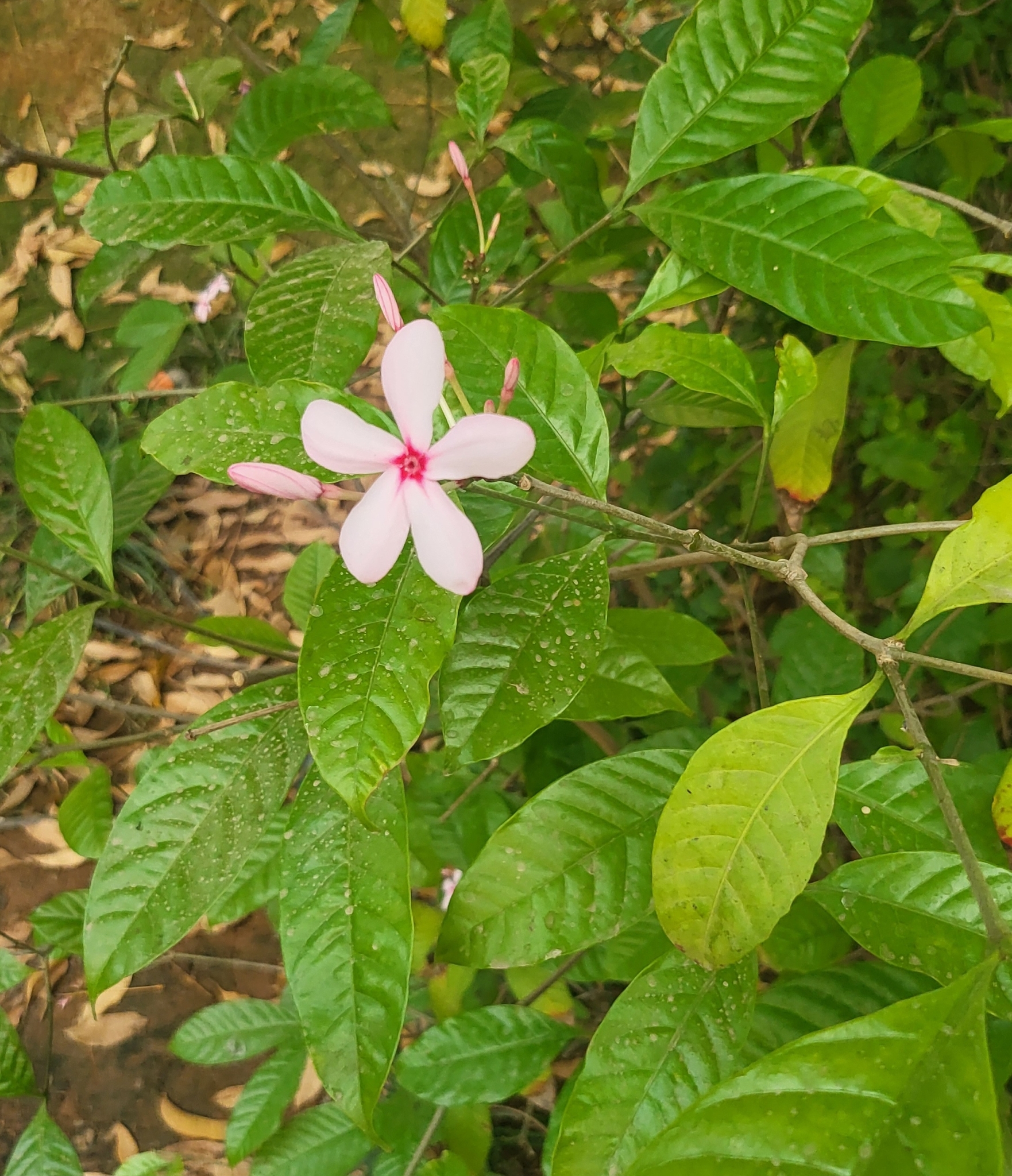 Imagem de Jasmim-de-madagascar