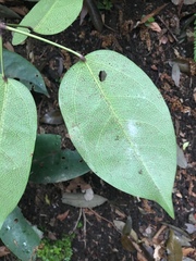 Stauntonia hexaphylla