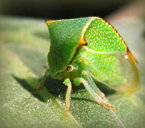 Buffalo Treehopper, photo 2 of 8