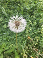 Taraxacum officinale