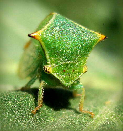 Buffalo Treehopper, photo 5 of 8