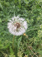 Taraxacum officinale