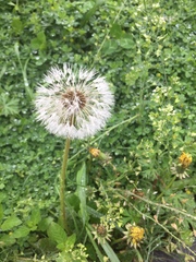Taraxacum officinale