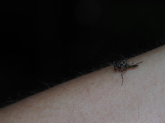 Theopompa ophthalmica