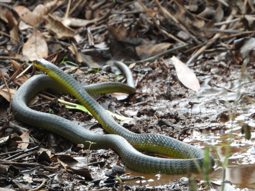 Common Tree Snake sighting