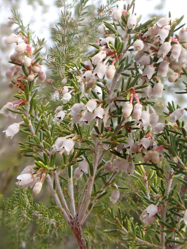 Avistamiento Erica arborea