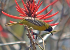 Icterus spurius