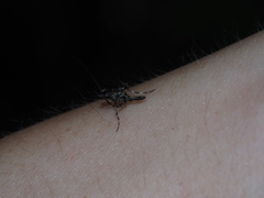 Theopompa ophthalmica