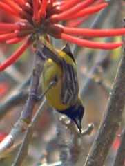 Icterus spurius
