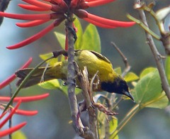 Icterus spurius