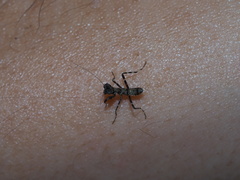 Theopompa ophthalmica