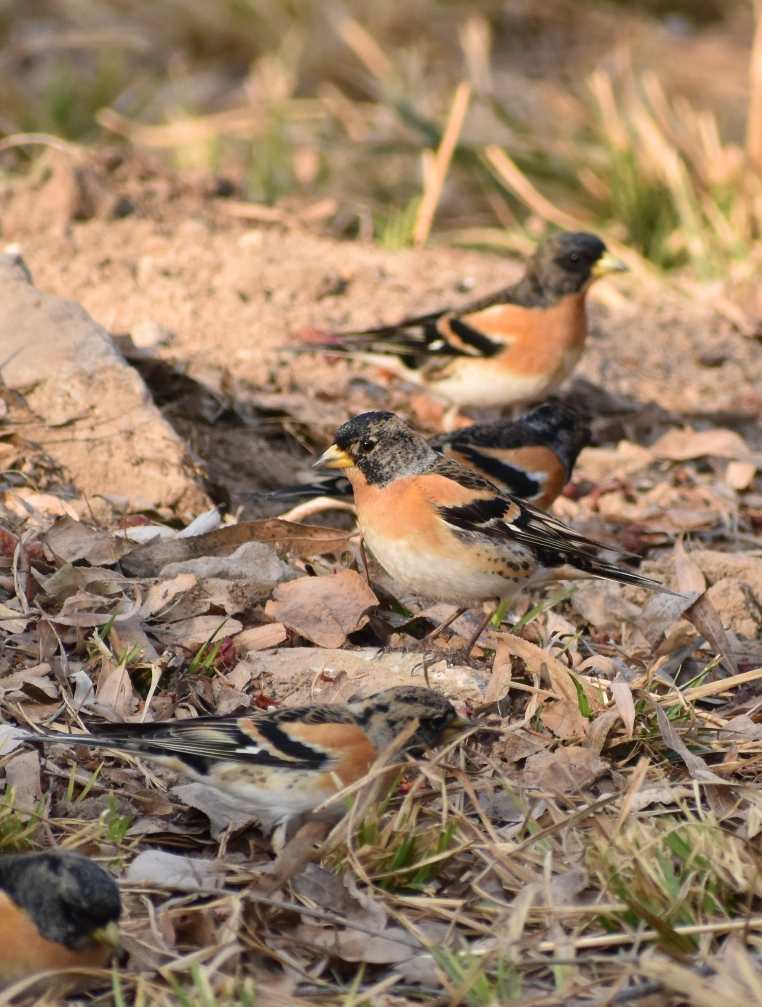 Brambling