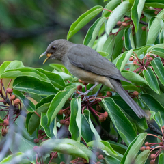 Turdus plebejus