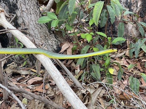 Common Tree Snake sighting