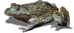 Hoplobatrachus occipitalis