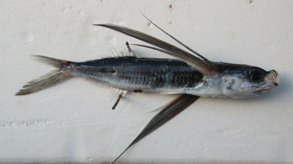 Blue flying fish (Exocoetus volitans) — Exocoetidae
