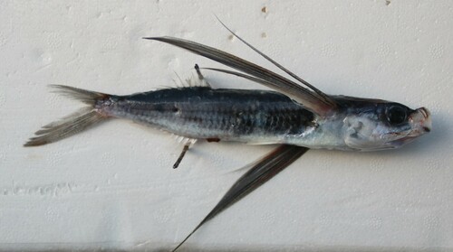 Blue flying fish (Exocoetus volitans) — Exocoetidae