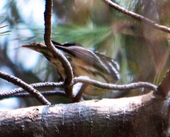 Mniotilta varia