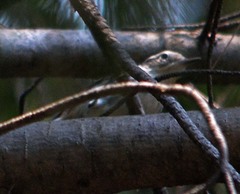 Mniotilta varia