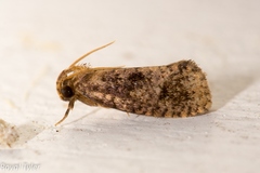 Acrolophus texanella