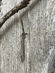 Brachypremna dispellens