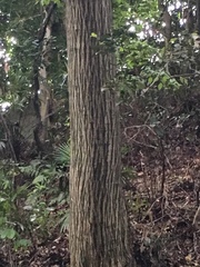 Carpinus tschonoskii